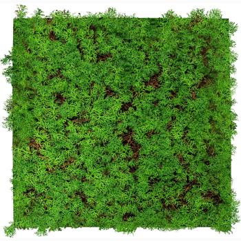 JANGAL � Modural Wall - Nature Design Flora | 11105 Thuja Tea Tree